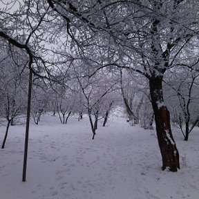 Фотография "Мой зимний сад"