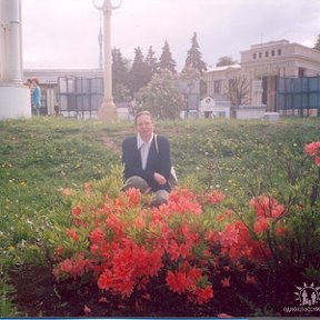 Фотография "Цветущие рододендроны"