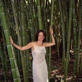 Фотография "В бамбуковой роще.
Hortus botanicus
Сухум,2007"