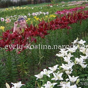 Фотография "Кого-то принес аист, кого-то нашли в капусте, а я родилась в цветах  http://cvety-kostina.narod.ru/"