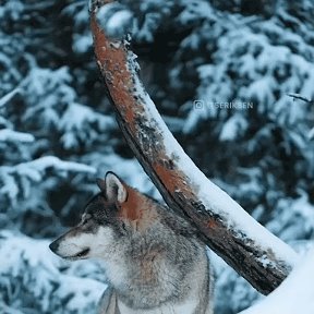 Фотография от Серебряная Волчица