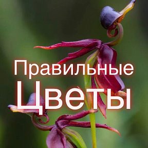 Фотография от Правильные Цветы 🌸Калиничева Наталья