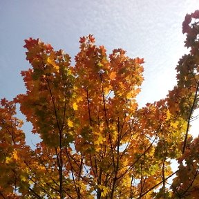 Фотография "Осень очень золотая.Мое любимое время года."