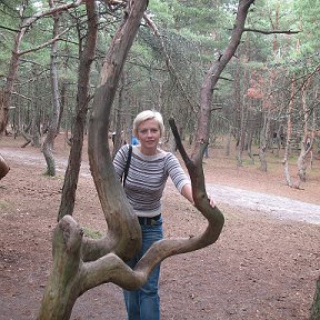 Фотография "Калининградская область, Куршская коса, место называется "Танцующий лес""