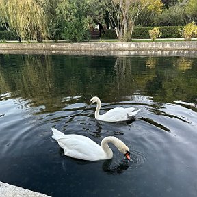 Фотография от Елена Белкина