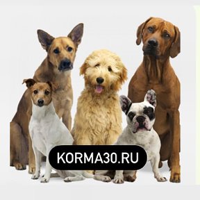 Фотография от Сухие Корма для Собак в Астрахани