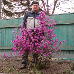 Фотография "26 апреля 2015 года расцвёл багульник.Пламенный привет от Казахстанца Дальневосточника-Родному Казахстану!"