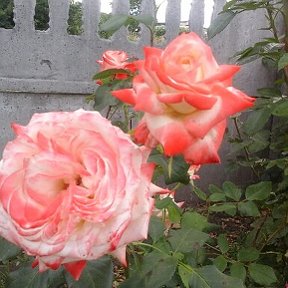Фотография "Мої рози"