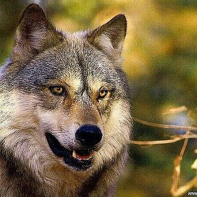 Фотография от Волк просто Волк