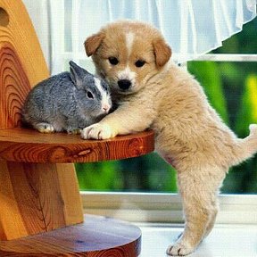 Фотография "Кролик и пёсик"