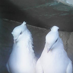 Фотография от Илгиз кие голуби