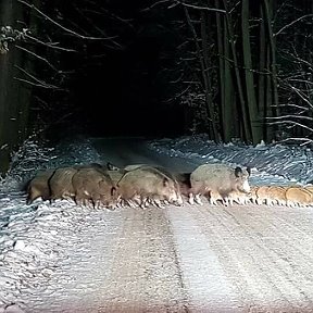 виктор поповцев тарафыннан фотосурәт