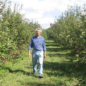 Фотография "это Я на ферме собираю яблоки."