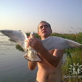Фотография "ловили щуку а поймали чайку на живца"