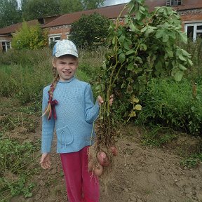 Фотография "Урожай большой в этом году."