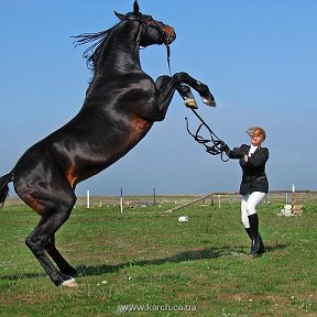 Фотография от конно-спортивный клуб степной рай