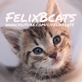 Фотография "#FelixBcats
www.youtube.com/c/felixbcats"