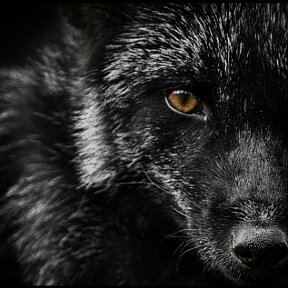 Фотография от Fox Black