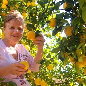 Фотография "снимаю лимоны со своего дерева. Хотите угощу?"