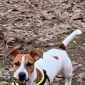 Фотография от Jack Russel