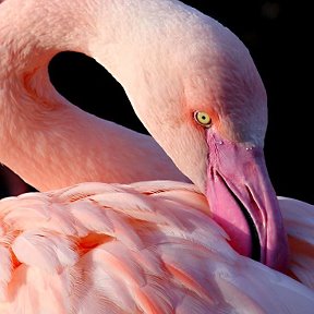 Фотография от Study Flamingo