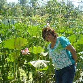 Фотография "лето 2010, Волгоградская область, у нас зацвели лотосы."