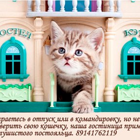 Фотография от Гостиница для кошек Хостел Кэт