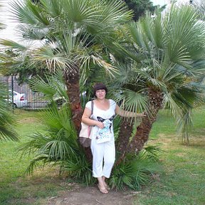 Фотография "Те же пальмы четыре года спустя"