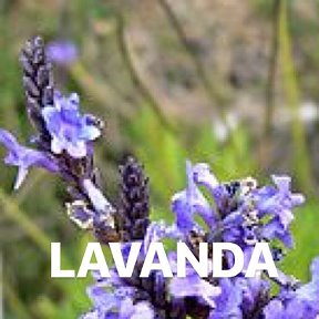 Фотография от LAVANDA shop