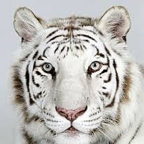 Фотография "white tiger"