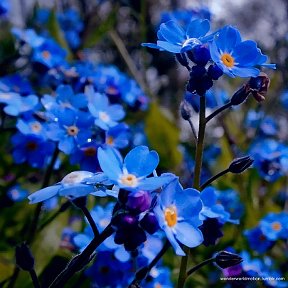 Фотография от Светлана Heckel/ Токарева