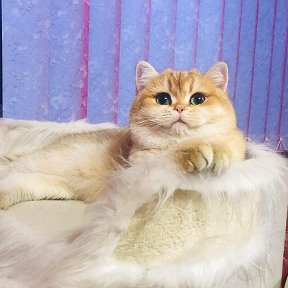Фотография от Юлиана Питомник кошек Amur Lian