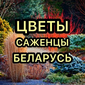 Фотография от Цветы Саженцы Лиля Беларусь