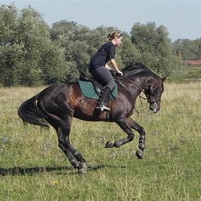 Фотография "Я верхом на жеребце по кличке Раптор, тракененской породы, если Вам это о чем-нибудь говороит. Снято в Коломне."