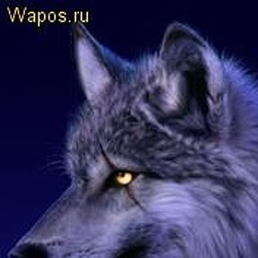 Фотография "волк"