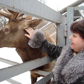 Фотография "Так вот ты какой, северный олень?!"