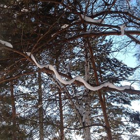 Фотография "Вот такие снежные змейки в Хабаровске на деревьях!"