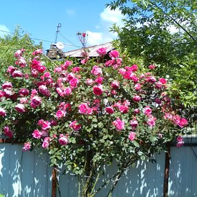 Фотография "Роза в саду у меня"