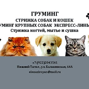 Фотография от ЛЕНА 89222043541 Стрижка собак и кошек