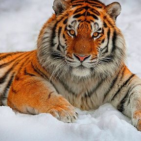 Фотография от TIGR TIGR