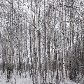 Фотография от Светлана Подлеснова (Слуту)