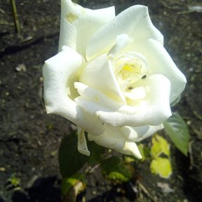 Фотография "Первая роза в это лето"