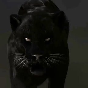 Фотография от black manticore