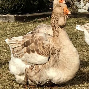 Фотография от Тулузские гуси Сергей Затай