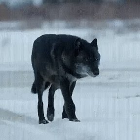 Фотография от виктор савельев