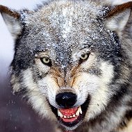 Волк Убийца