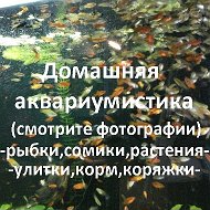 Рыбки Дзержинска