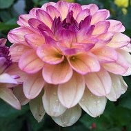 Sv Dahlia