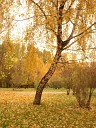 Н Попова - Растет березка в поле