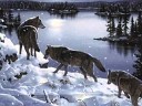 Д Романов - Седые волки